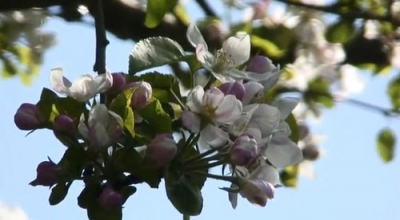 Apple tree